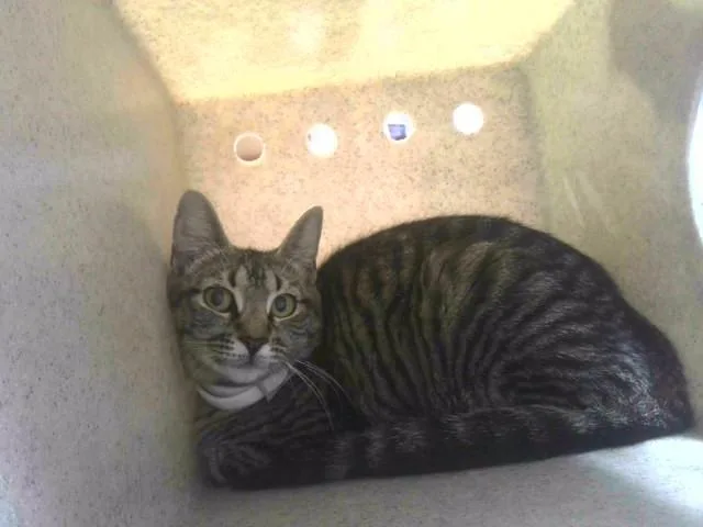 A young medium-sized female Domestic Short Hair cat named Stella Luna for adoption in Tallahassee, FL