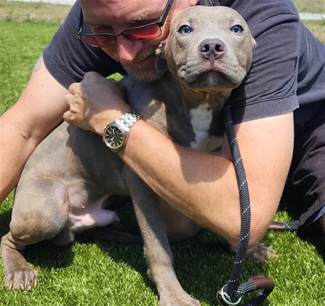 A baby small-sized male Cane Corso dog named Brad for adoption in Brunswick, GA