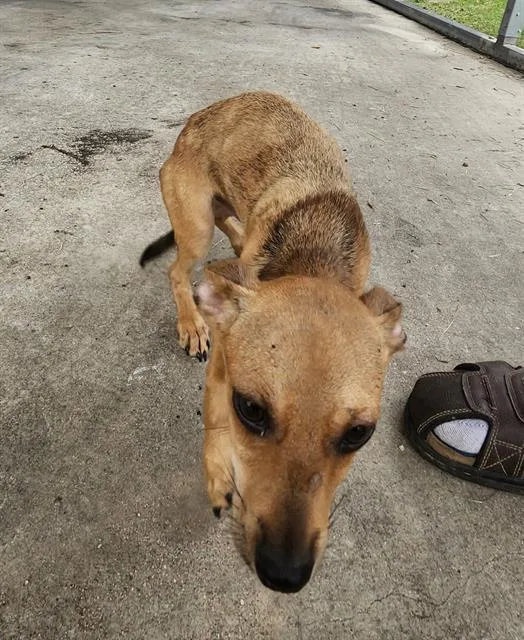 A young small-sized male Terrier dog named Squabble for adoption in San Antonio, TX