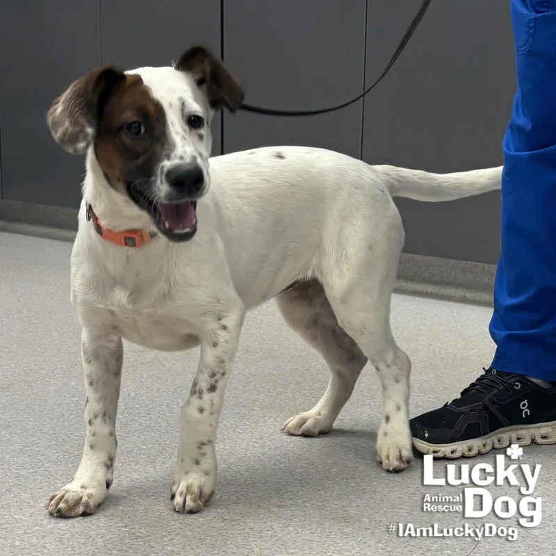 A baby large-sized female Shepherd dog named Hiba for adoption in Washington, DC