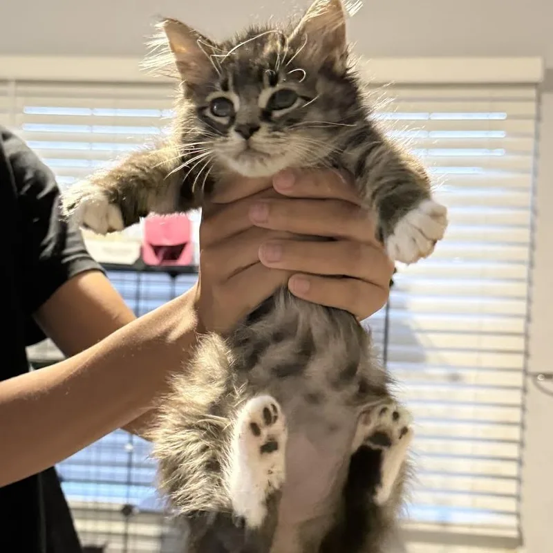 A baby small-sized female Black Domestic Medium Hair cat named Maple for adoption in Aldie, VA