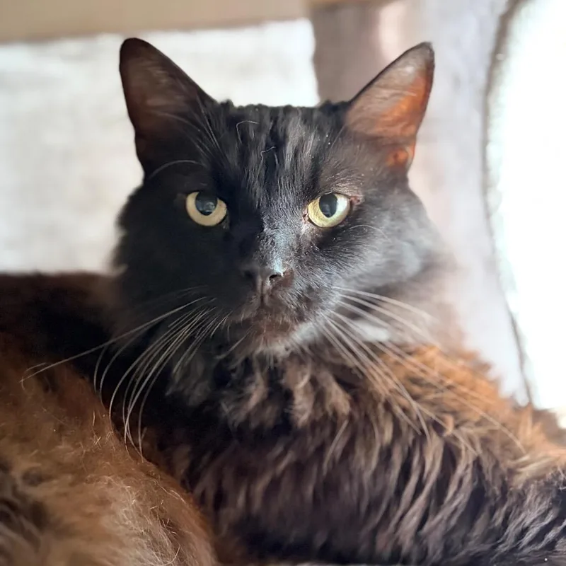 An adult large-sized male Black Domestic Long Hair cat named Moon Pie for adoption in Aldie, VA