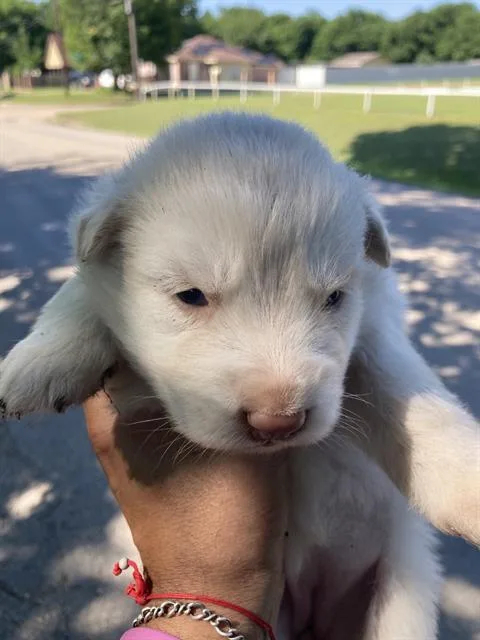 A baby small-sized female Mixed Breed dog named Layla for adoption in Dallas, TX