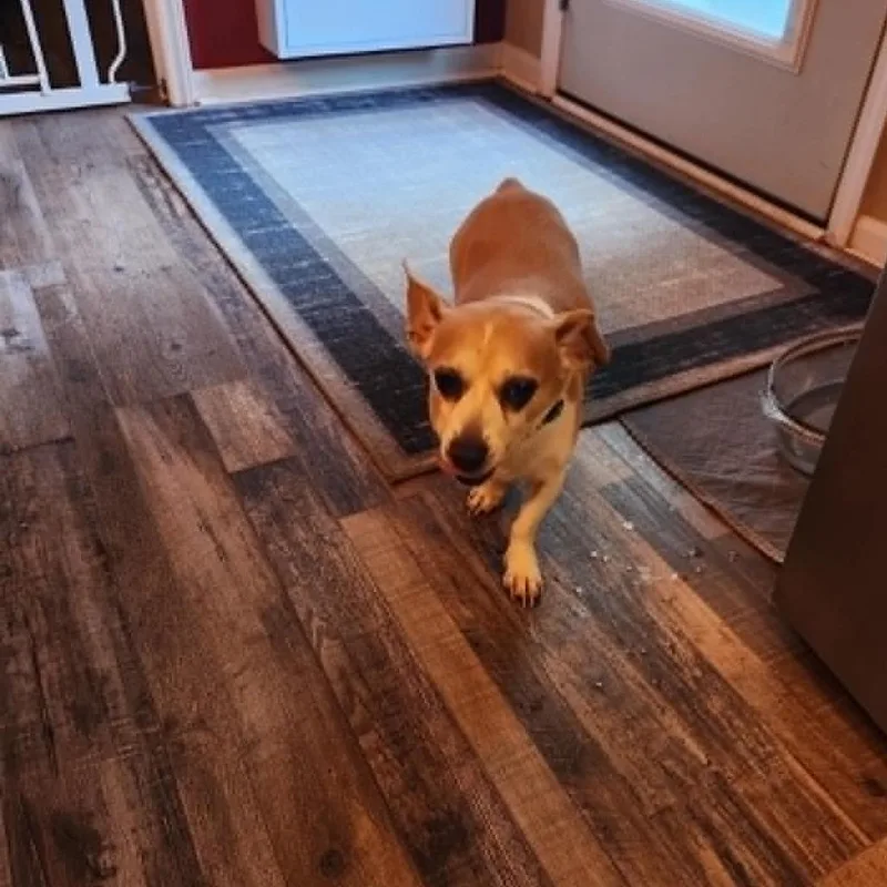 A senior small-sized male Yellow / Tan / Blond / Fawn Cardigan Welsh Corgi dog named Cooper for adoption in Shelby, NC