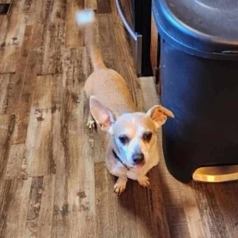 Cooper thumbnail 3