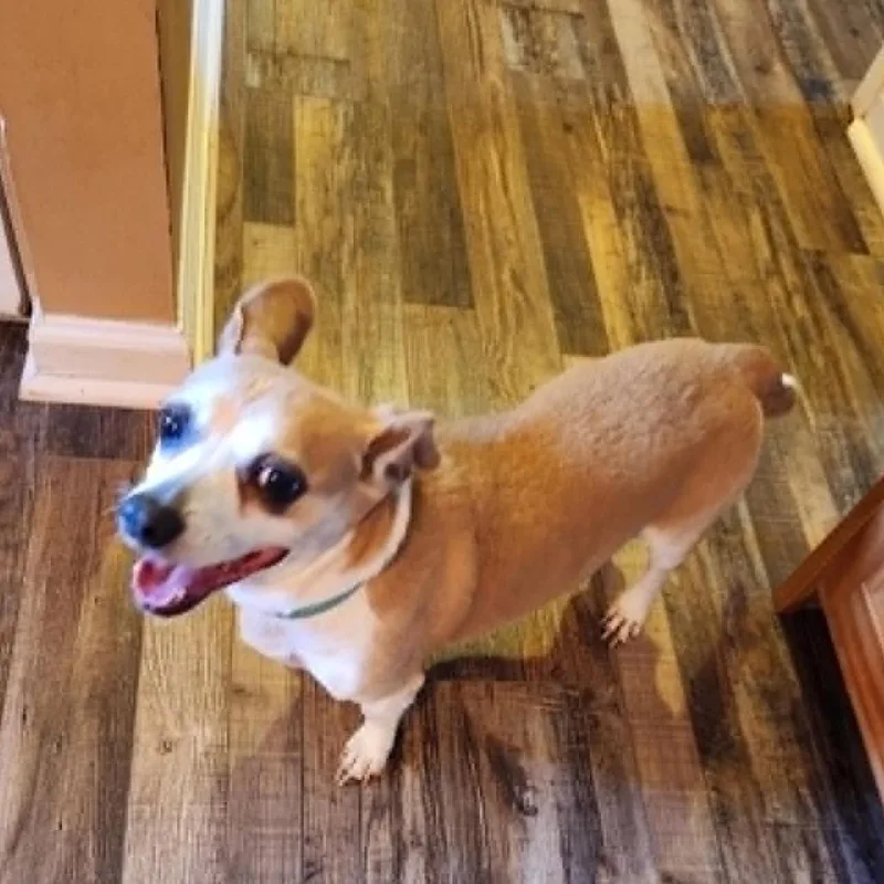 Cooper thumbnail 4