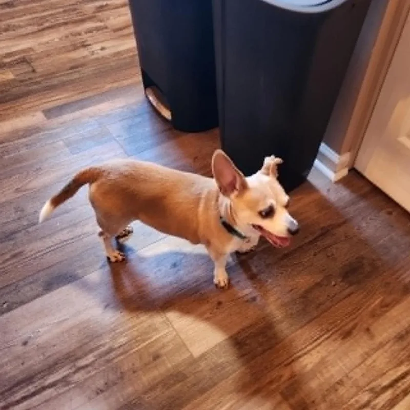 Cooper thumbnail 6