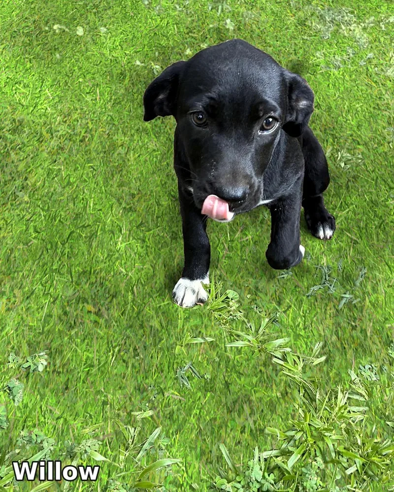 Willow thumbnail 3