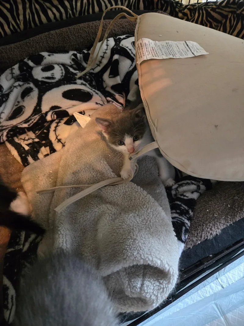 A baby medium-sized male Gray & White Domestic Short Hair cat named Dustin for adoption in Clifton, NJ
