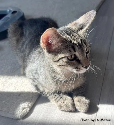 A baby medium-sized male Domestic Short Hair cat named Josh for adoption in Oak Ridge, TN