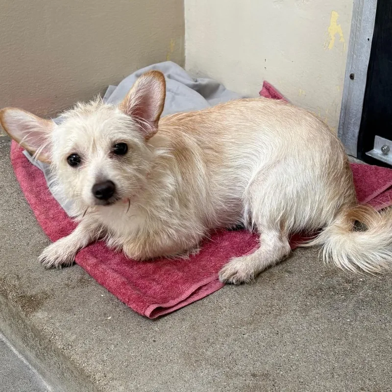 A young small-sized female Yellow / Tan / Blond / Fawn Terrier dog named IVHSStray for adoption in San Gabriel, CA
