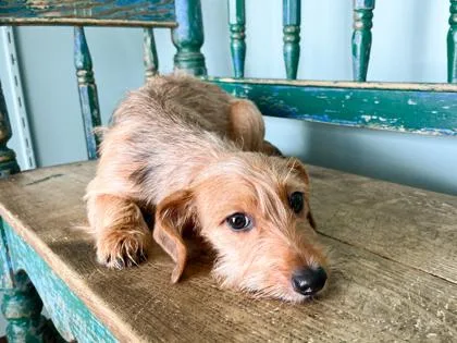 A baby small-sized female Dachshund dog named Toast for adoption in San Antonio, TX