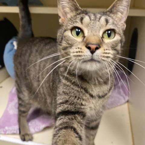 An adult large-sized female Black Domestic Short Hair cat named Teakwood for adoption in Dayton, OH