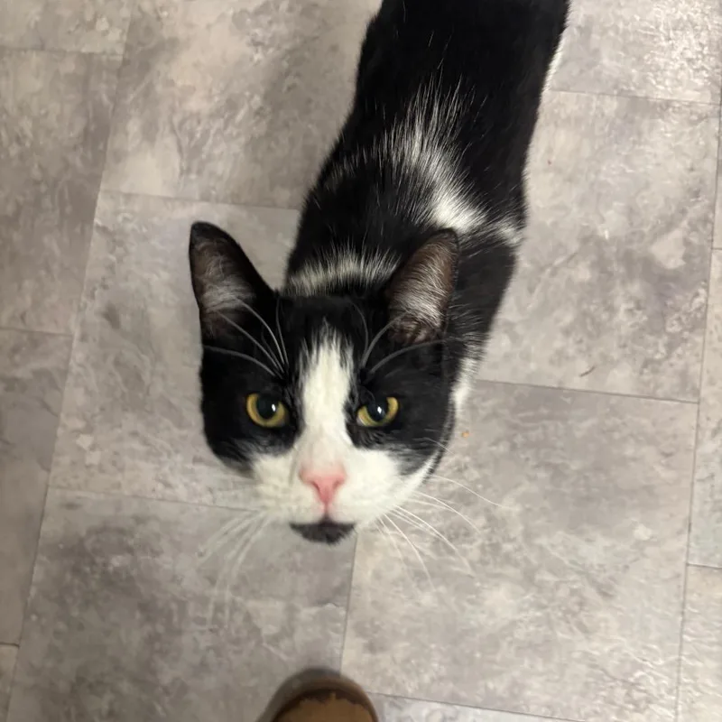 An adult large-sized male White Domestic Short Hair cat named Waldo for adoption in Greenville, PA