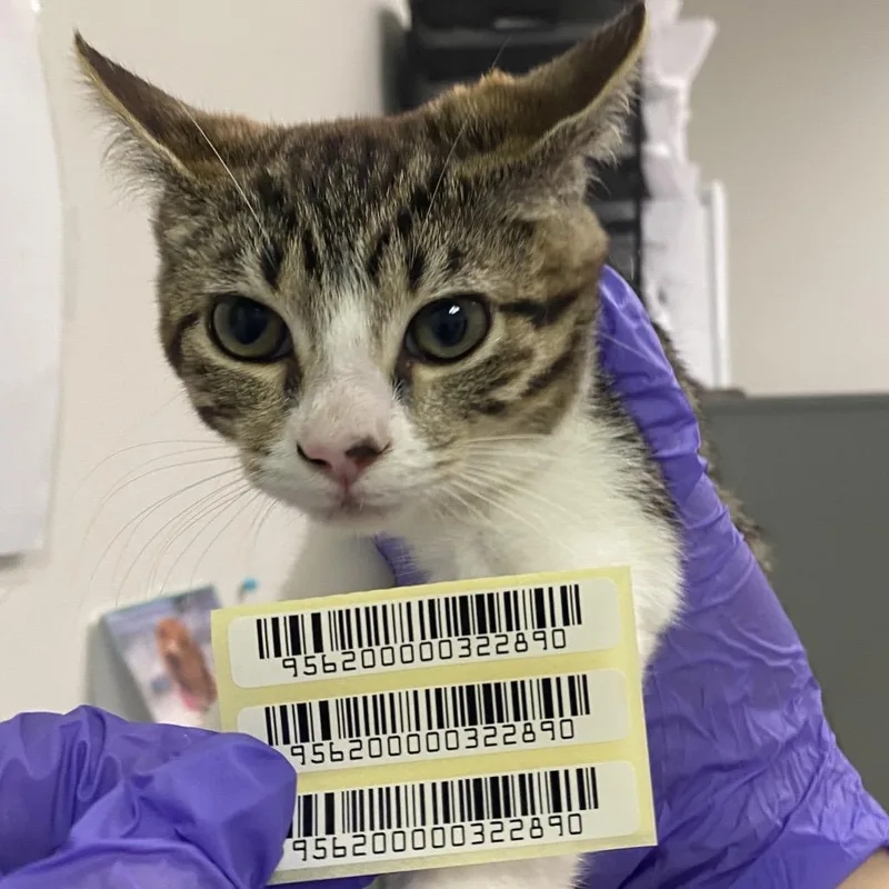 A young small-sized female Domestic Short Hair cat named Ruby for adoption in Charleston, WV