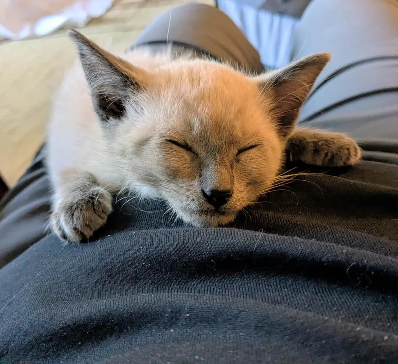 A baby small-sized female Domestic Short Hair cat named Junction for adoption in Lincoln, CA