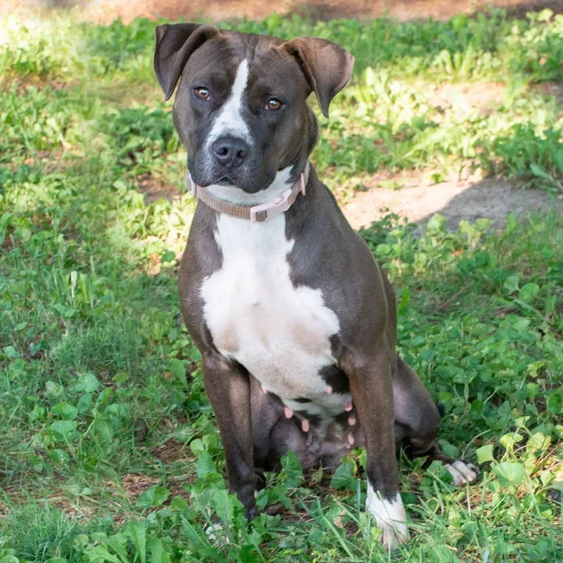 An adult medium-sized female Pit Bull Terrier dog named Prudy for adoption in Troy, OH