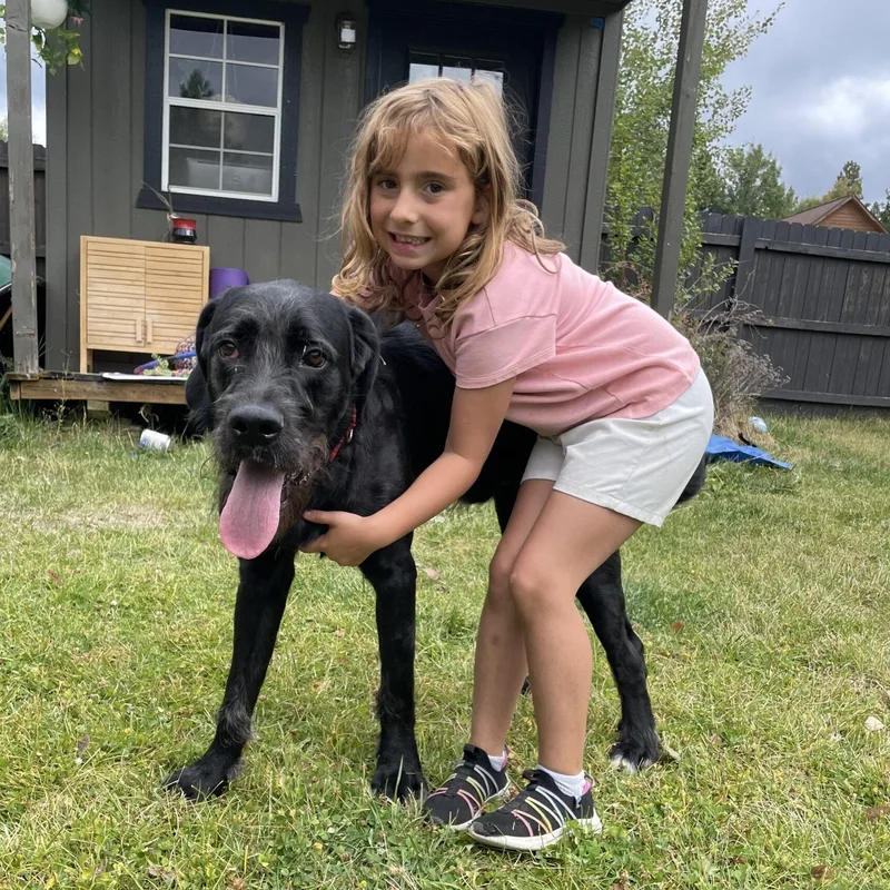 A young large-sized male Mixed Breed dog named Drifter for adoption in McCall, ID