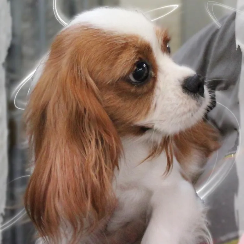 A young small-sized female Red / Chestnut / Orange Cavalier King Charles Spaniel dog named Pumpkin for adoption in Amelia, OH