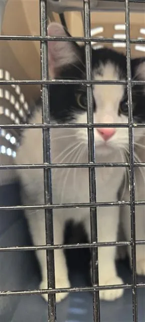 An adult medium-sized female Domestic Short Hair cat named Alani for adoption in Casper, WY