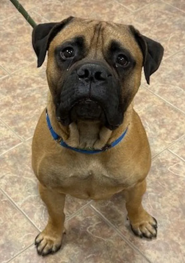 An adult extra large-sized male Bullmastiff dog named Leo for adoption in Littleton, CO
