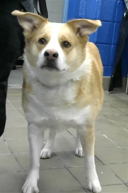 An adult medium-sized male Australian Cattle Dog / Blue Heeler dog named Bo for adoption in Albuquerque, NM