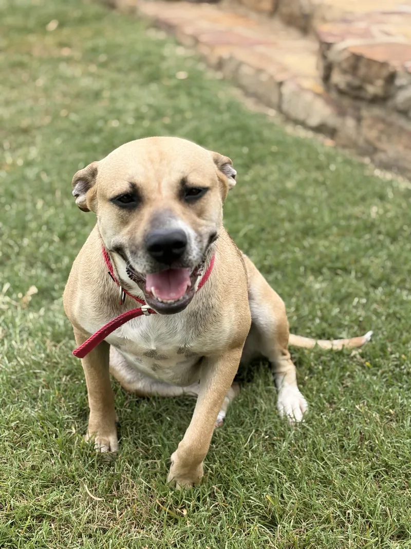 A young medium-sized female Black Mouth Cur dog named Grace for adoption in Mansfield, TX