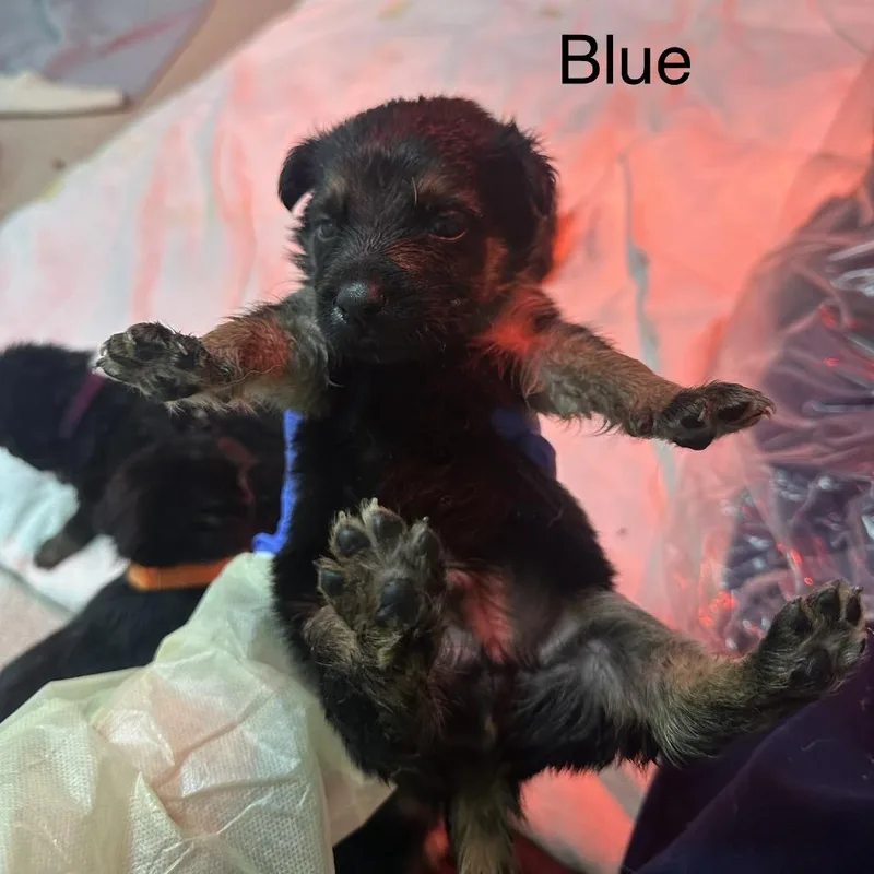 A baby medium-sized male Black German Shepherd Dog dog named Nina A Blue for adoption in Mission Hills, CA