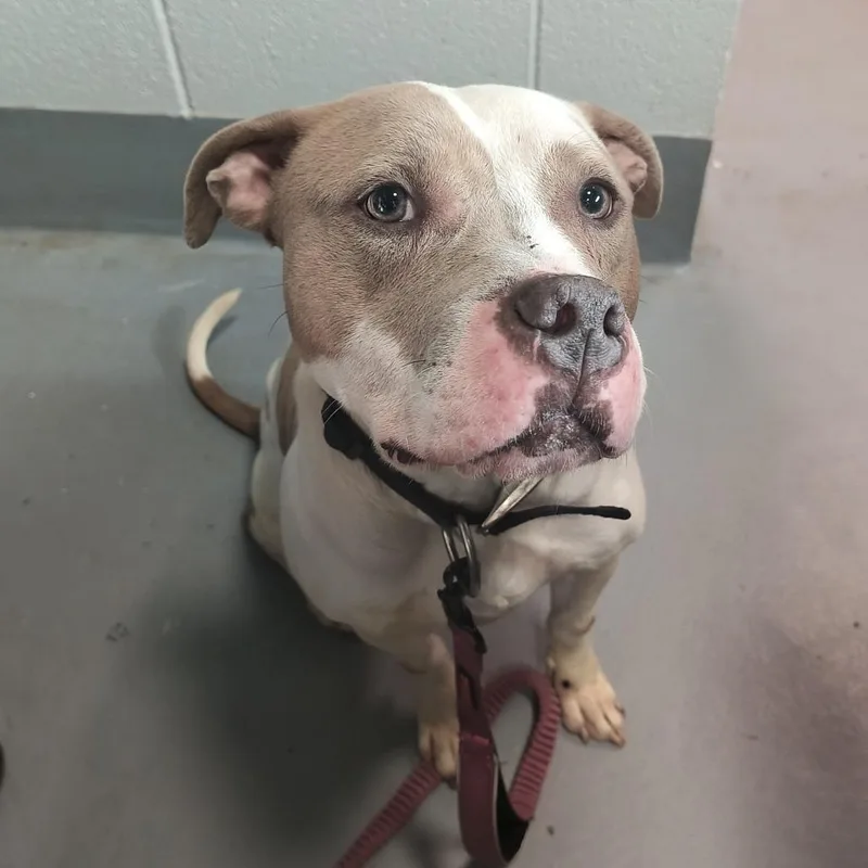 An adult medium-sized female Yellow / Tan / Blond / Fawn Mixed Breed dog named Aisha for adoption in Beckley, WV