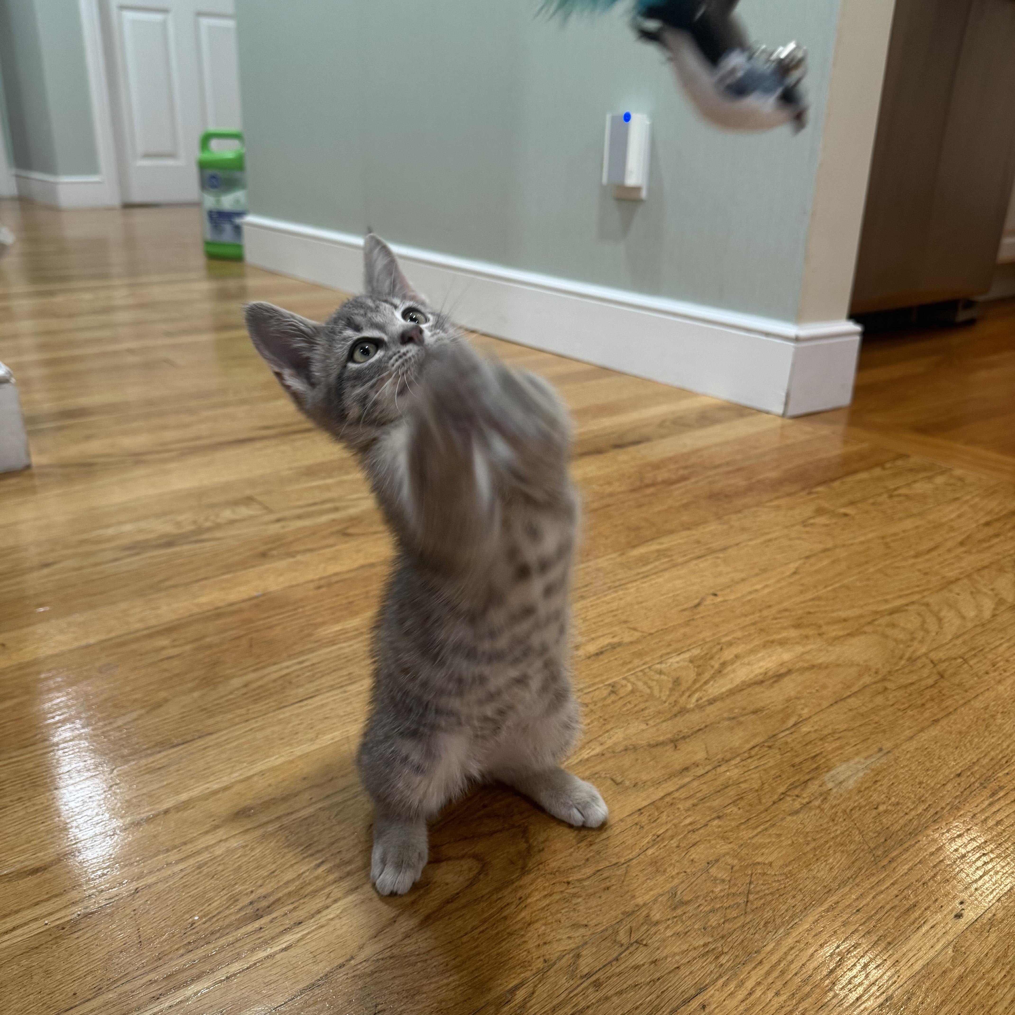 A baby small-sized male Tabby (Gray / Blue / Silver) Domestic Short Hair cat named Rocky for adoption in Canton, MA
