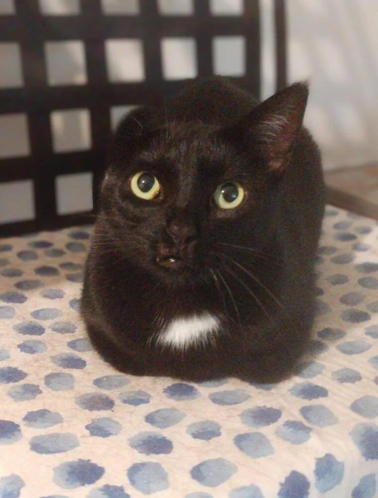 An adult small-sized female Black & White / Tuxedo American Shorthair cat named The  Situation for adoption in Austin, TX