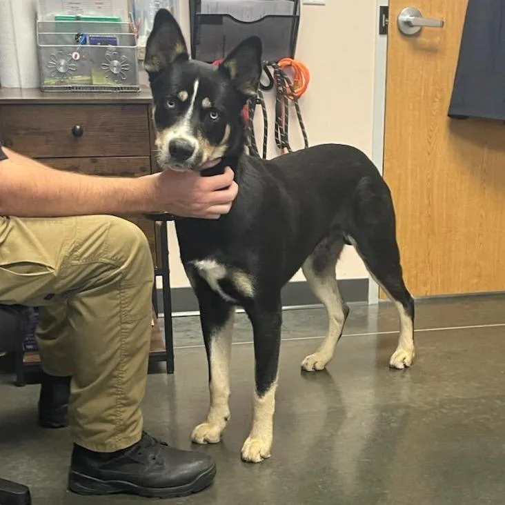 An adult large-sized male Black Mixed Breed dog named Bowie for adoption in Dickinson, TX