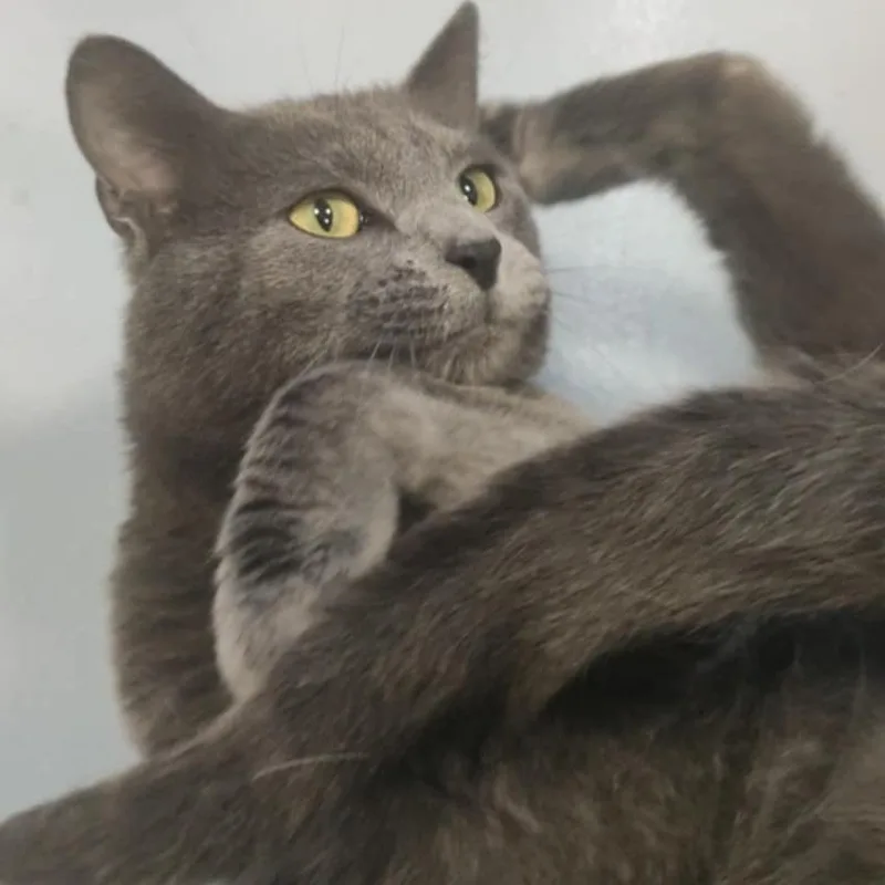 Jerry thumbnail 2