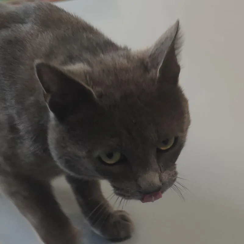 Jerry thumbnail 3