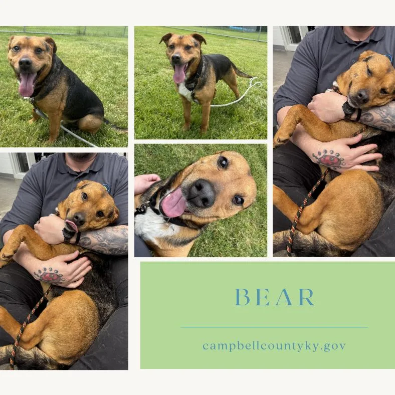 An adult medium-sized male Black Mixed Breed dog named Bear for adoption in Melbourne, KY