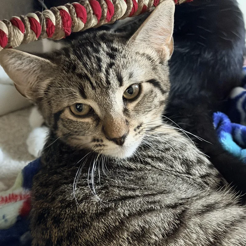A young medium-sized male Tabby (Brown / Chocolate) Domestic Short Hair cat named Ari for adoption in Toledo, OH
