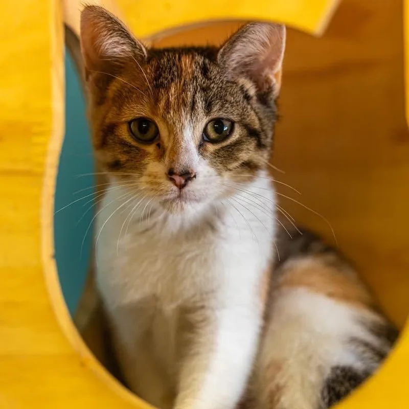 A baby small-sized female Calico Domestic Short Hair cat named Yo Yo for adoption in Decatur, GA