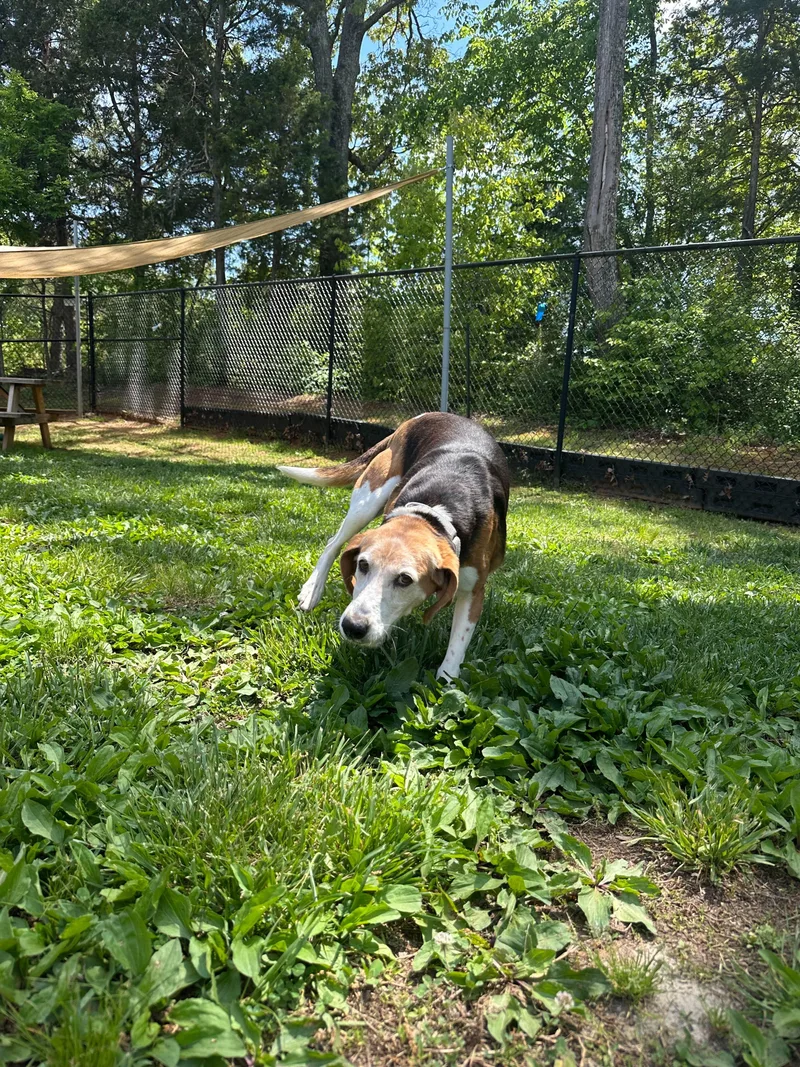 An adult medium-sized female Tricolor (Brown, Black, & White) American Foxhound dog named Patsy for adoption in Maidens, VA