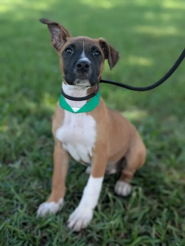 A baby small-sized female Tricolor (Brown, Black, & White) Boxer dog named Judy Garland for adoption in Aiken, SC