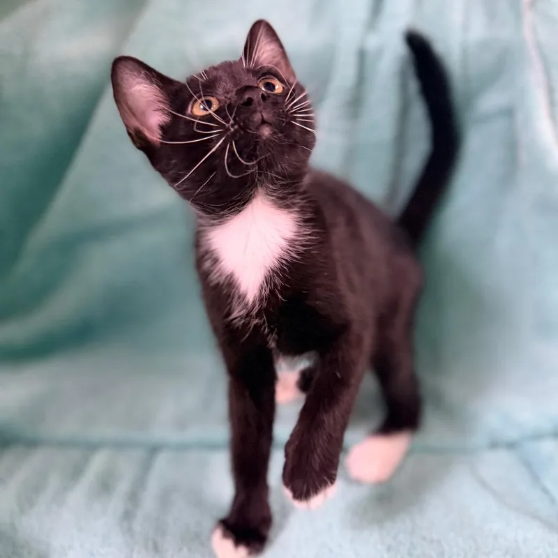 A baby small-sized female Black Domestic Short Hair cat named Peach for adoption in Columbus, GA