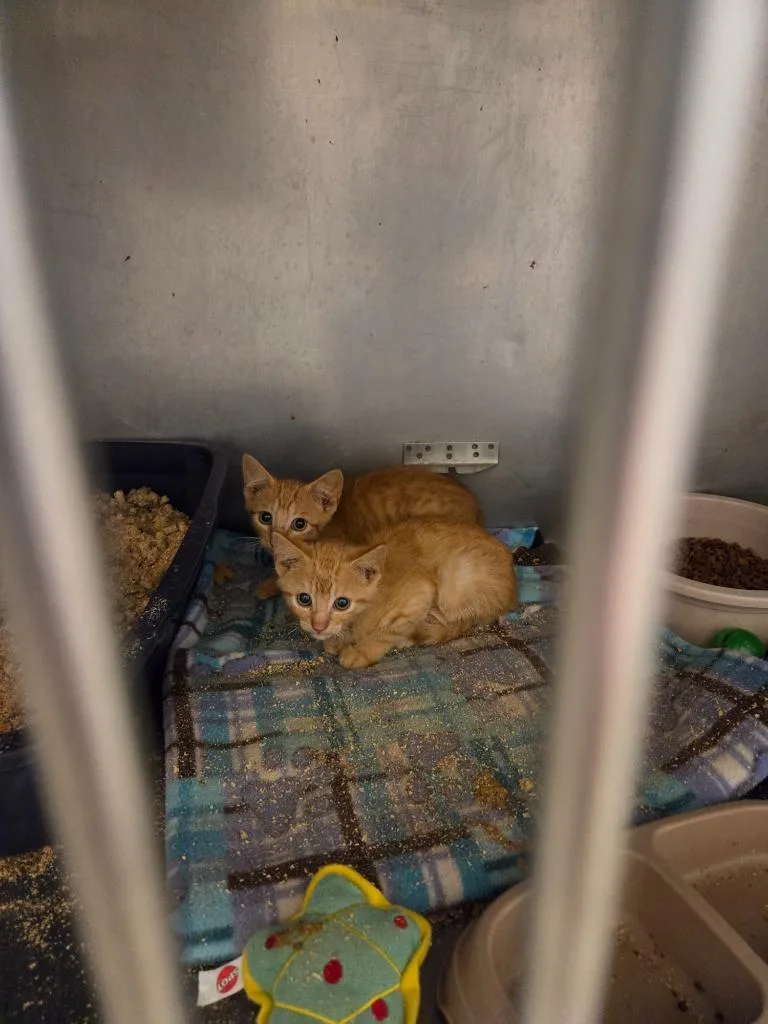 A baby small-sized male Domestic Short Hair cat named Freedom for adoption in Bossier City, LA