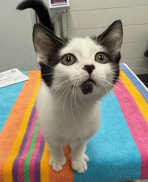 A baby medium-sized female Domestic Short Hair cat named Hallow for adoption in Peoria, IL