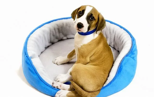 A baby medium-sized male Labrador Retriever dog named Raccoon for adoption in Fort Lauderdale, FL