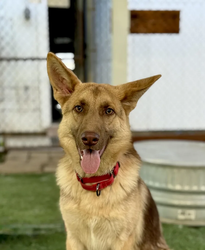 A young large-sized male Black German Shepherd Dog dog named Rolo for adoption in San Diego, CA