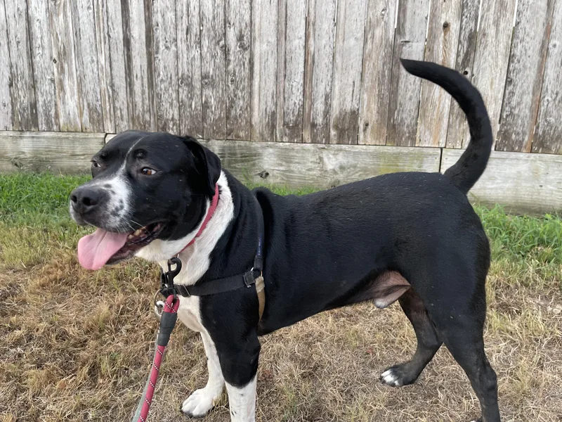 Ritchey Roo thumbnail 2