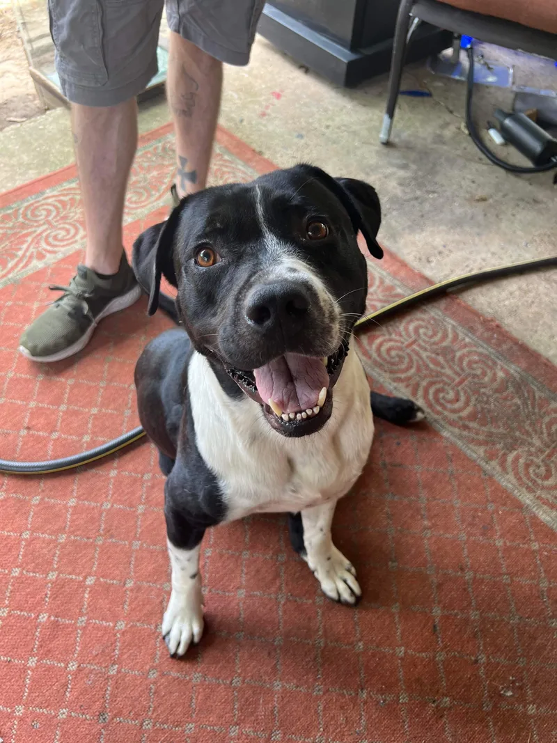 Ritchey Roo thumbnail 5