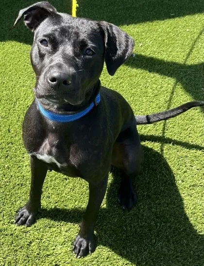 A young medium-sized female Black Mixed Breed dog named Harley Quinn for adoption in Hamilton, OH