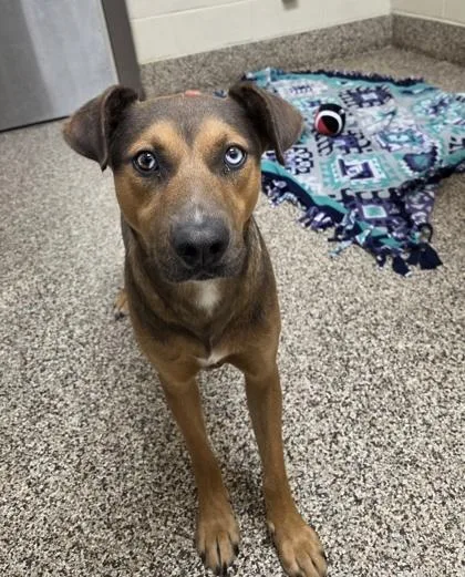 An adult large-sized male Mixed Breed dog named Archie for adoption in Westland, MI