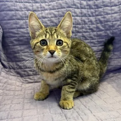 A baby small-sized female Domestic Short Hair cat named Miriam for adoption in Janesville, WI