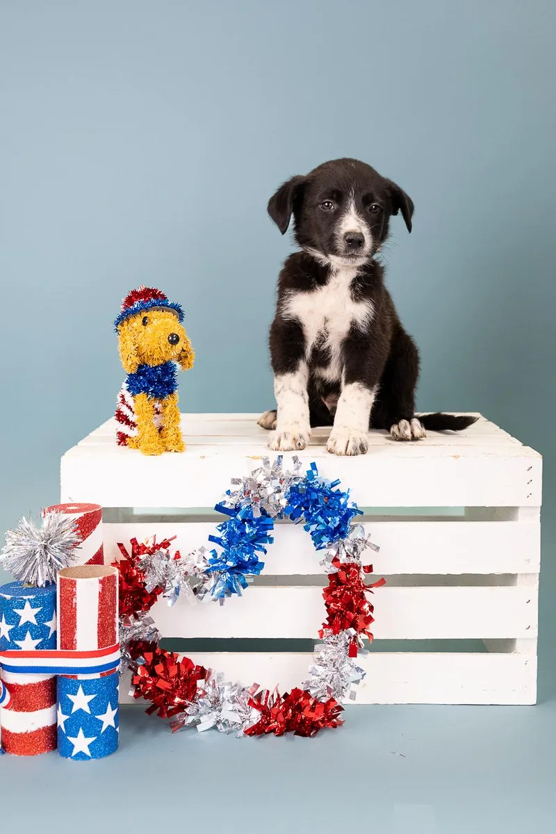 A baby medium-sized male Shepherd dog named 553-26 for adoption in Brighton, CO